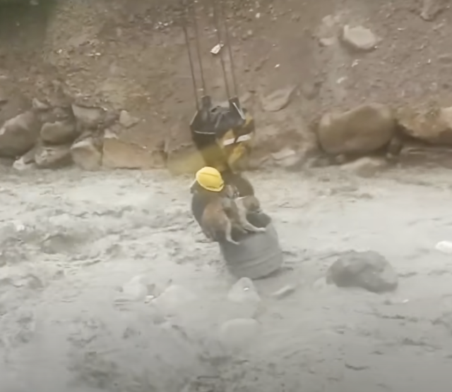 Construction Workers Rig Equipment To Rescue Dog From Raging River